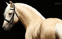 Lou Païs Nadja Alias, étalon canadien palomino