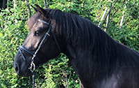 Sarrabelle Papillon Baron, hongre canadien selle et attelage à vendre