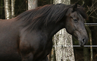 Bromont Héritier Belle-Dame, jument Canadienne