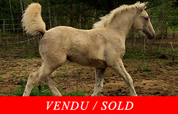 Lou Païs Wasco DeKharma Dokaï, poulain canadien palomino
