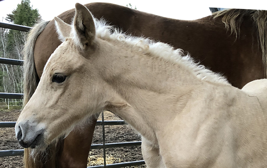 poulain canadien à vendre