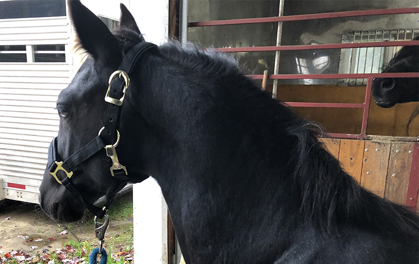 poulain canadien à vendre