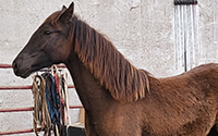 poulain canadien à vendre