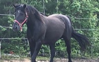 Sarrabelle Djem Kaly, jument Canadienne