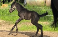 pouliche canadienne à vendre