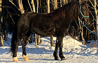 Sarrabelle Kingdom Nellie, jument Canadienne