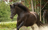 Sarrabelle Kingdom Winna, jument Canadienne